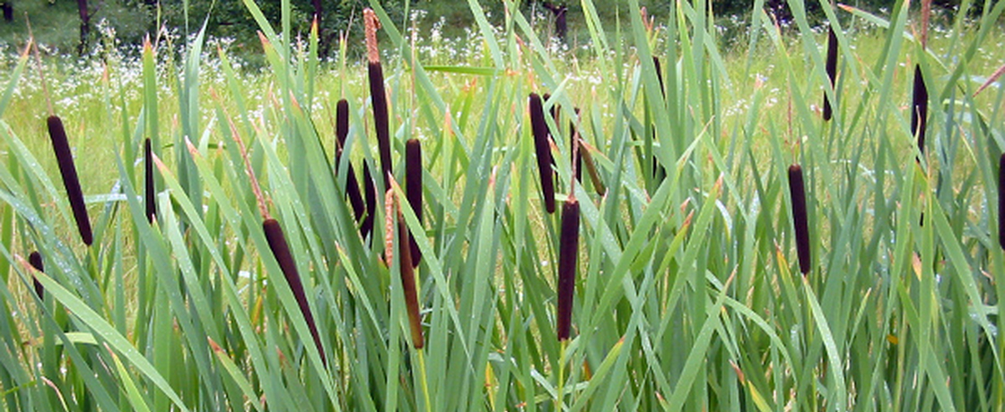 Using Cattails