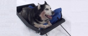 Luka Sledding