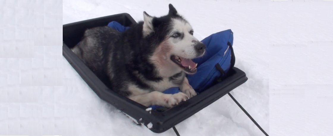 Dogsledding & New Intro