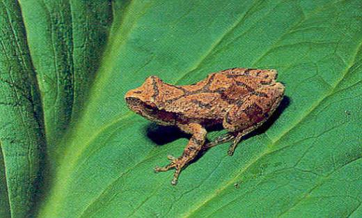 Spring Peeper Frog