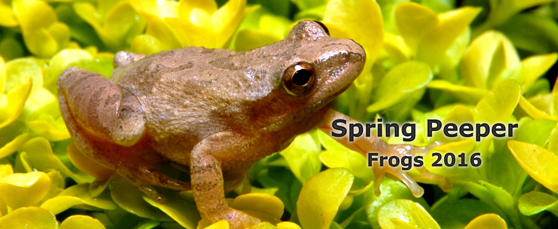 Spring Peeper Frogs 2016