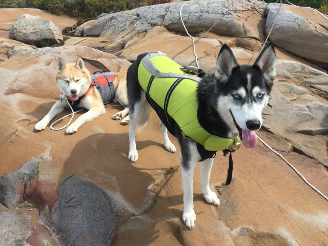 Huskies On Island