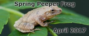 Spring Peepers 2017