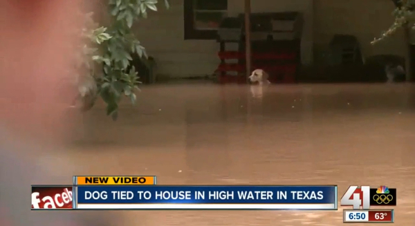 Dog Tied To House Flood