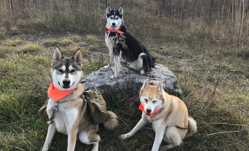 Orange Bandanas