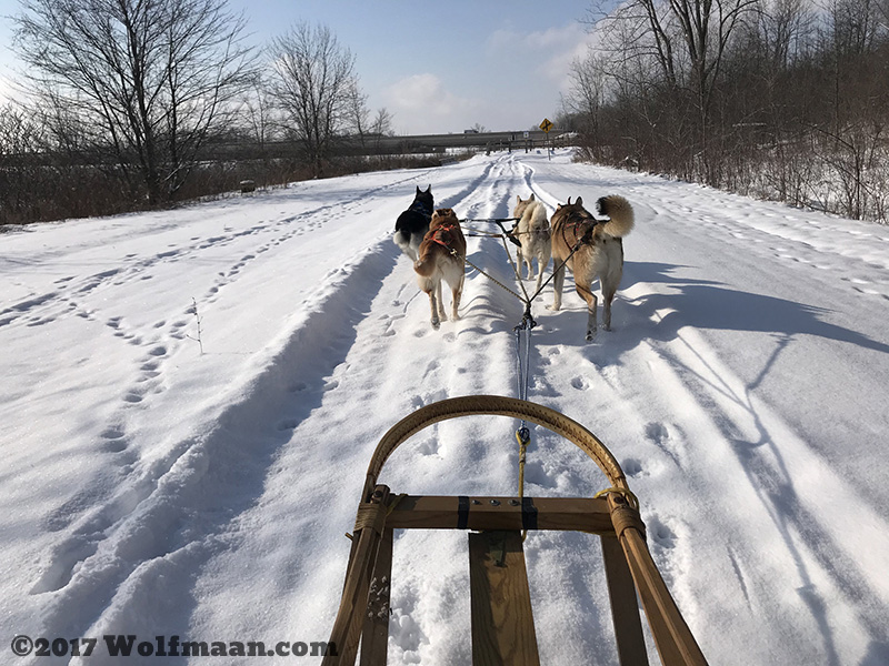 Wolfmaan Mushing