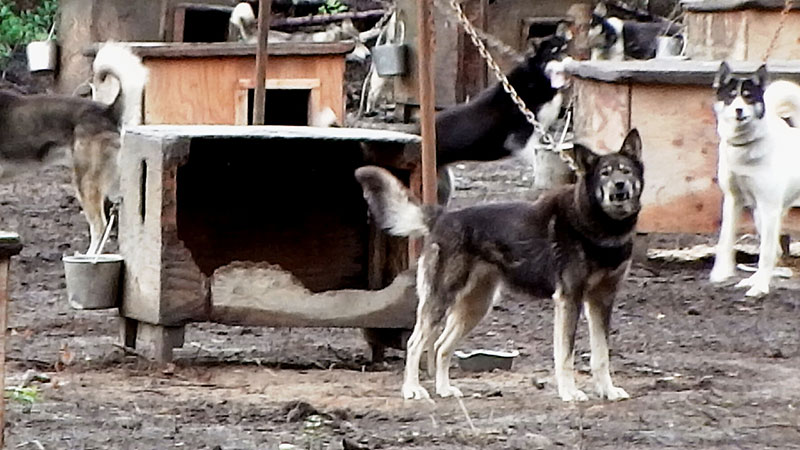 sled_dog_no_door_on_house