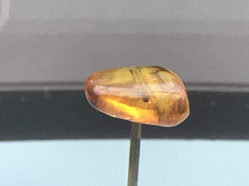 Spider In Amber