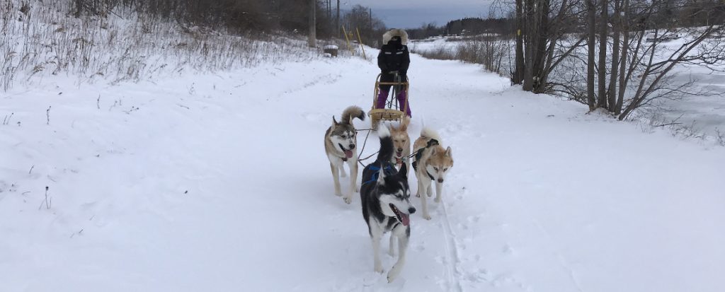 Introduction To Skijoring