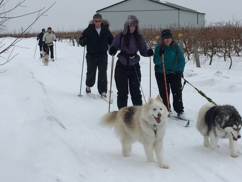 Skijoring Group