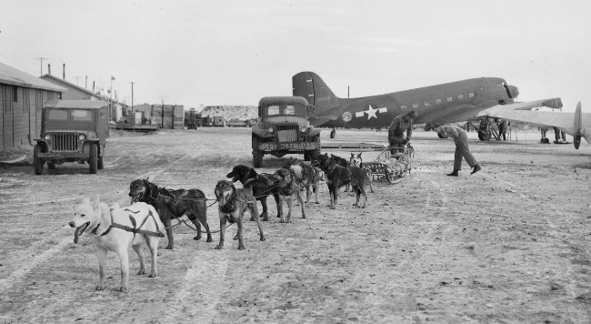 Sled Dogs in Alaska during World War II