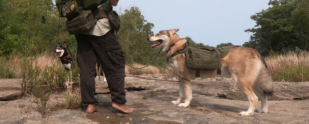 MOLLE Dog Pack [Video]