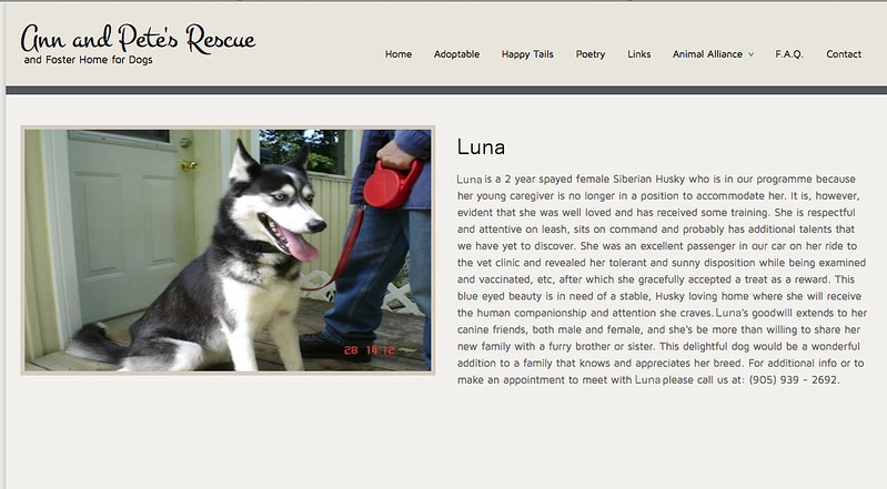 Luna Adoption Ad