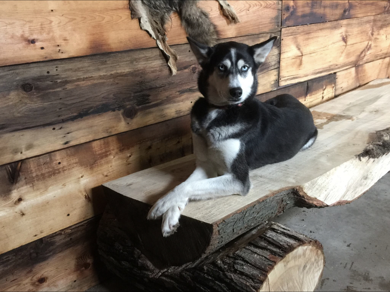 Luna at Barefoot Bushcraft