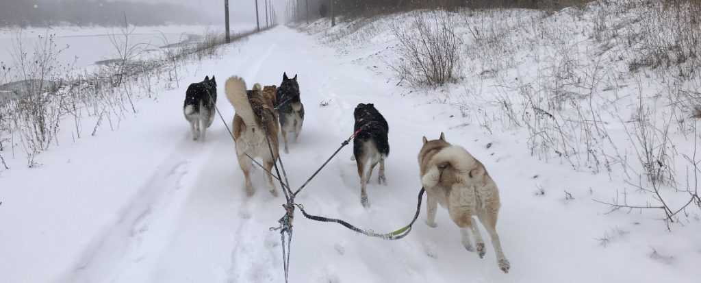 How Dog Sledding Saved My Sanity during COVID-19