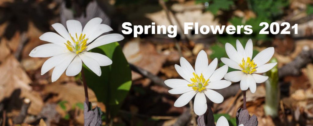 Spring Plants 2021 [Video]