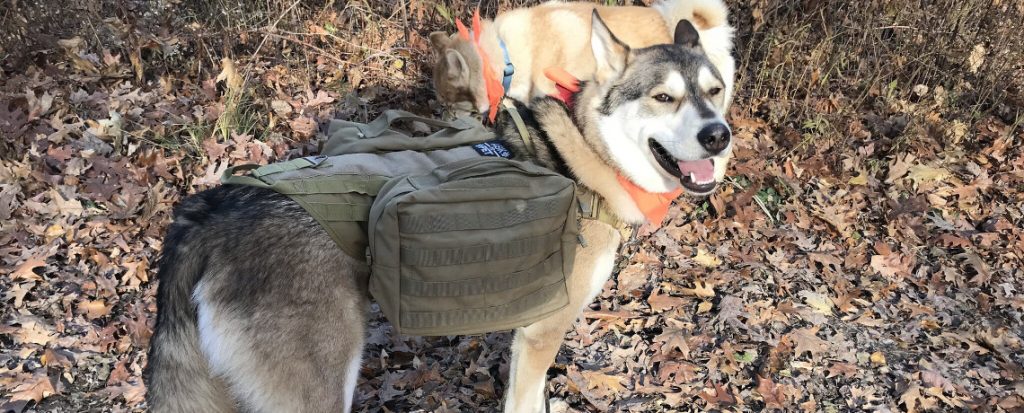 Let Your Dog Carry Your Kit [Video]